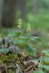Maianthemum bifolium, Maïanthème à deux feuilles