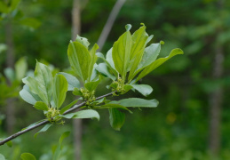 Rhamnus cathartica, Nerprun purgatif