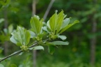 Rhamnus cathartica, Nerprun purgatif