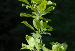 Rhamnus cathartica, Nerprun purgatif