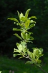 Rhamnus cathartica, Nerprun purgatif