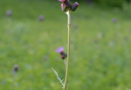 Cirsium rivulare, Cirse des ruisseaux