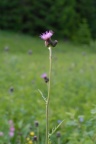 Cirsium rivulare, Cirse des ruisseaux