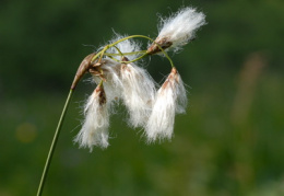 Eriophorum angustifolium, Linaigrette à feuilles étroites