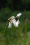 Eriophorum angustifolium, Linaigrette à feuilles étroites