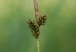 Carex umbrosa, Laiche des ombrages