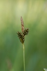Carex umbrosa, Laiche des ombrages