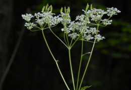 Anthriscus nitida, Cerfeuil lustré