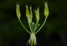 Anthriscus nitida, Cerfeuil lustré