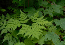 Anthriscus nitida, Cerfeuil lustré