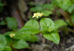 Lysimachia nemorum, Lysimaque des bois