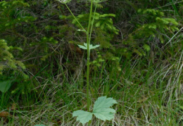 Heracleum sphondylium subsp. alpinum, Berce du Jura