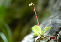 Saxifraga hirsuta, Saxifrage hérissée