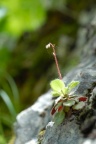 Saxifraga hirsuta, Saxifrage hérissée