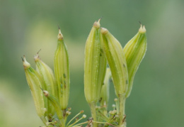 Myrrhis odorata, Cerfeuil musqué