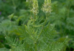 Myrrhis odorata, Cerfeuil musqué