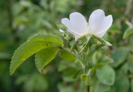 Rosa tomentosa, Rosier tomenteux