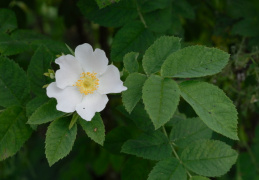 Rosa tomentosa, Rosier tomenteux
