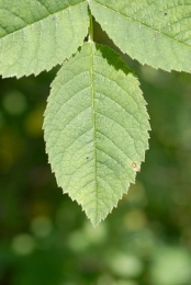 Rosa tomentosa, Rosier tomenteux