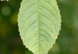 Rosa tomentosa, Rosier tomenteux