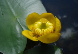 Nuphar lutea, Nénuphar jaune