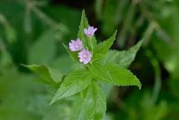 Epilobium alpestre, Épilobe alpestre