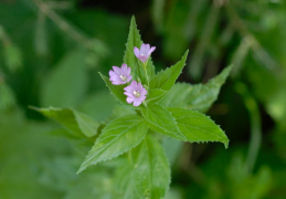 Epilobium alpestre, Épilobe alpestre