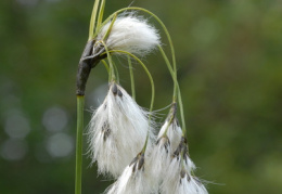 Eriophorum latifolium, Linaigrette à larges feuilles