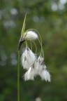 Eriophorum latifolium, Linaigrette à larges feuilles