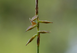 Carex pulicaris, Laiche puce