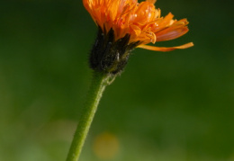 Crepis aurea, Crépide orangée