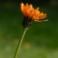 20080705_182340_cortebert.jpg