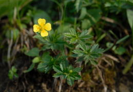 Potentilla erecta, Potentille dressée