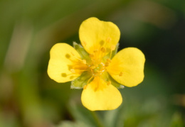 Potentilla erecta, Potentille dressée