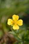 Potentilla erecta, Potentille dressée