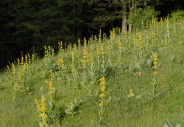 Gentiana lutea, Gentiane jaune