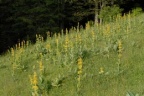 Gentiana lutea, Gentiane jaune