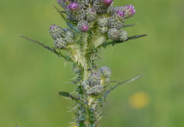 Cirsium palustre, Cirse des marais