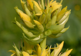 Gentiana lutea, Gentiane jaune