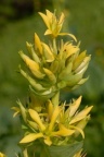Gentiana lutea, Gentiane jaune