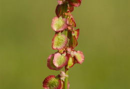 Rumex acetosa, Rumex oseille