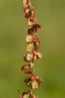 Rumex acetosa, Rumex oseille