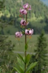 Lilium martagon, Lis martagon