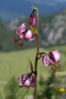 Lilium martagon, Lis martagon