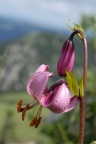 Lilium martagon, Lis martagon