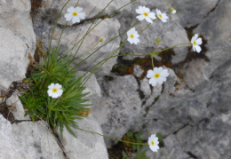 Androsace lactea, Androsace lactée