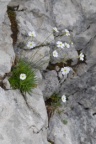 Androsace lactea, Androsace lactée