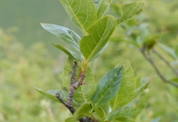 Sorbus chamaemespilus, Sorbier petit néflier