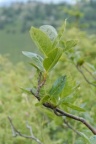Sorbus chamaemespilus, Sorbier petit néflier