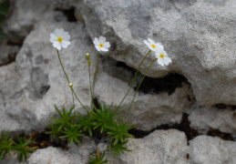 Androsace lactea, Androsace lactée